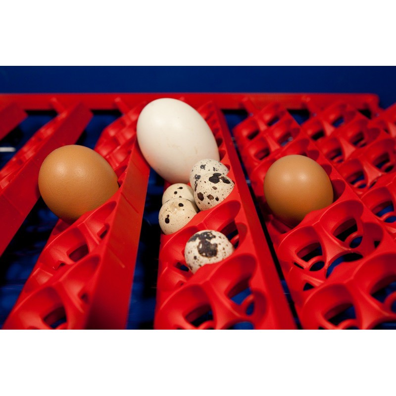 Incubatrice per uova con dispositivo gira uova automatico - REAL 24 -  BOROTTO - per polli / per anatre / per oche