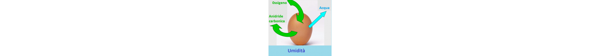 Umidificatori per incubatrici e schiuse Made in Italy